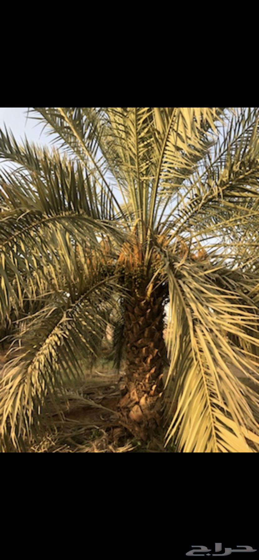 نخل سكري للبيع64625858302083113