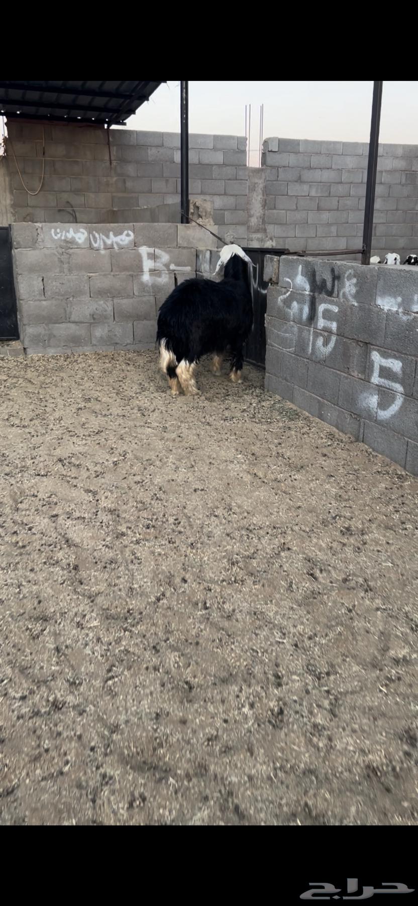 خروف نجدي. جذع. فل فل شحم البيع 2500 ريال64525053358210113
