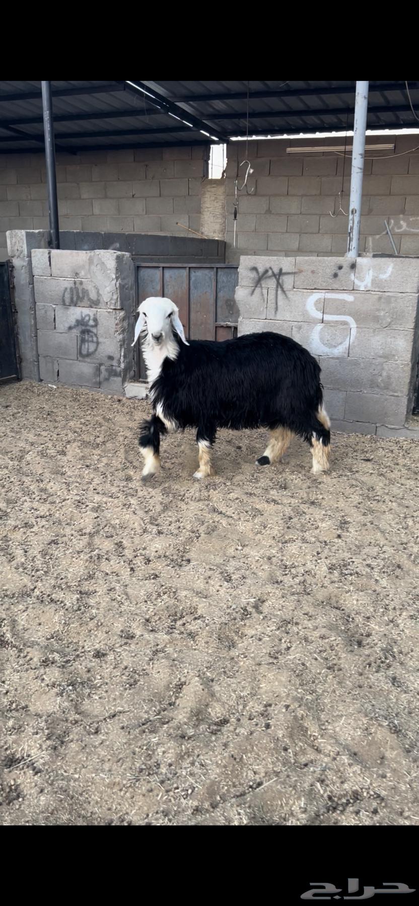 خروف نجدي. جذع. فل فل شحم البيع 2500 ريال64525053358210110