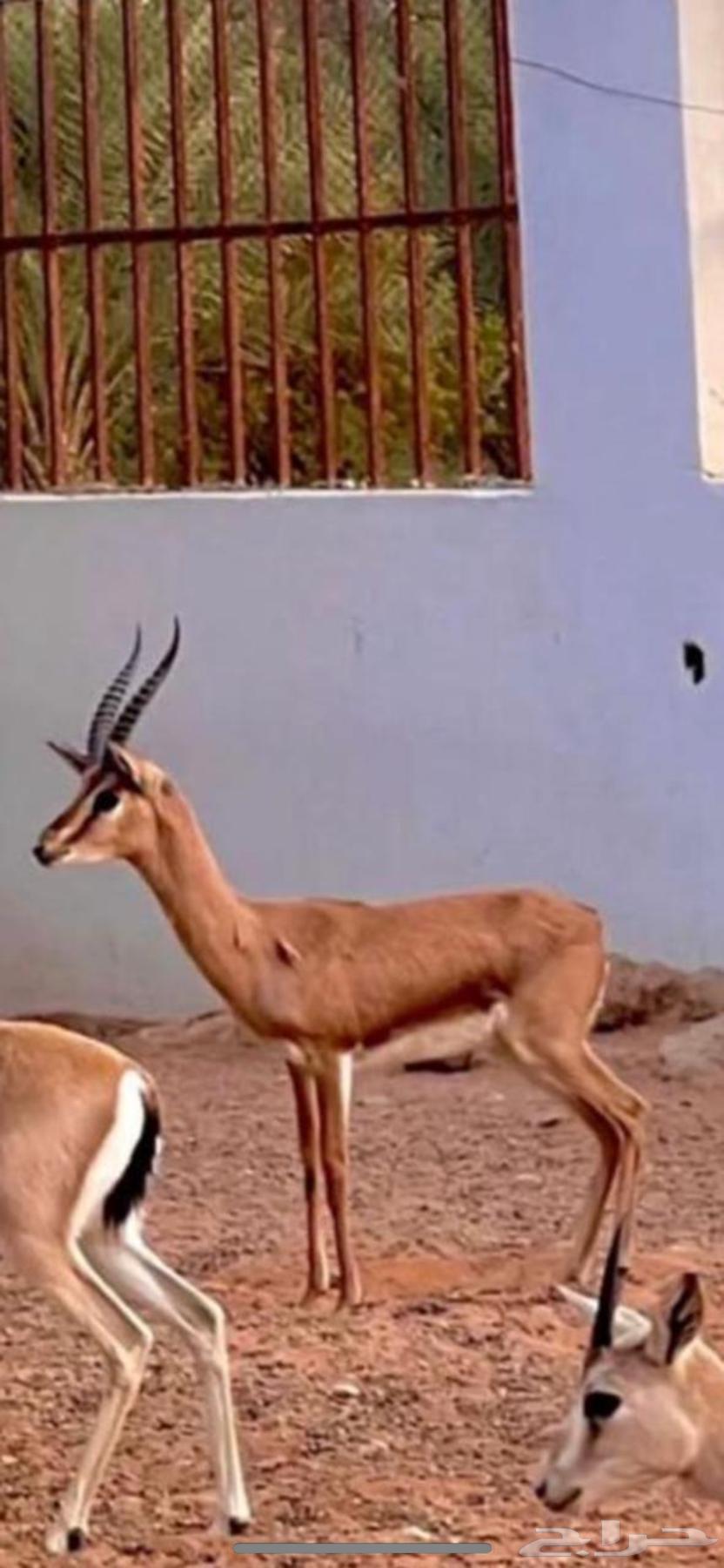 للبيع تيس64616815364226111