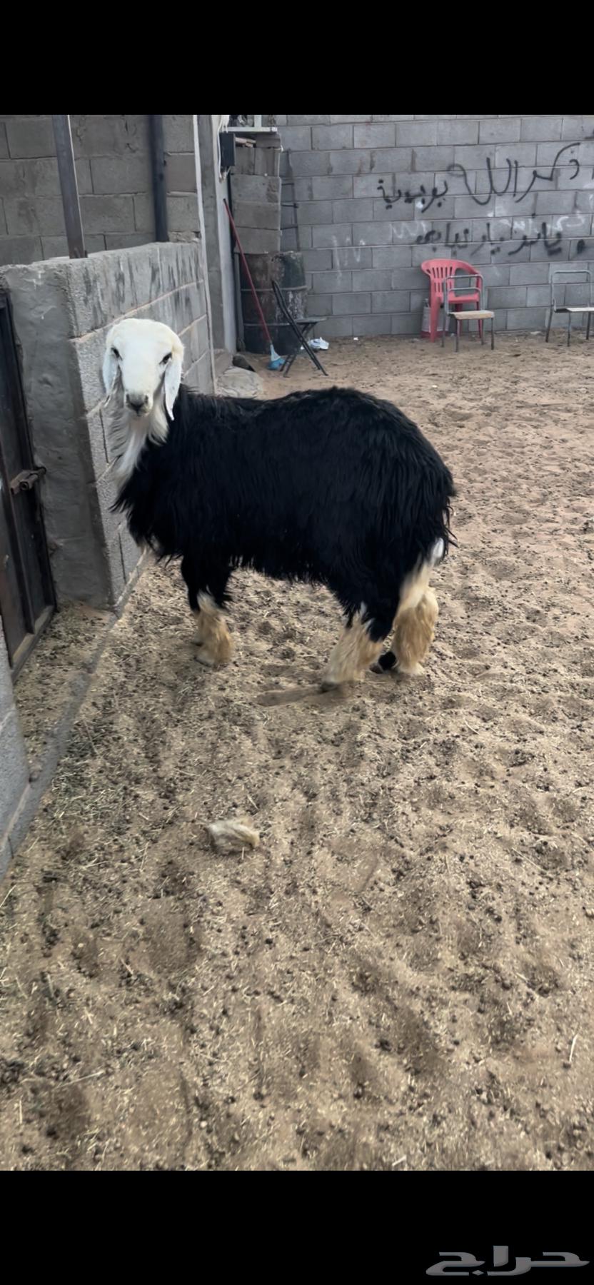خروف نجدي. جذع. فل فل شحم البيع 2500 ريال64525053358210111