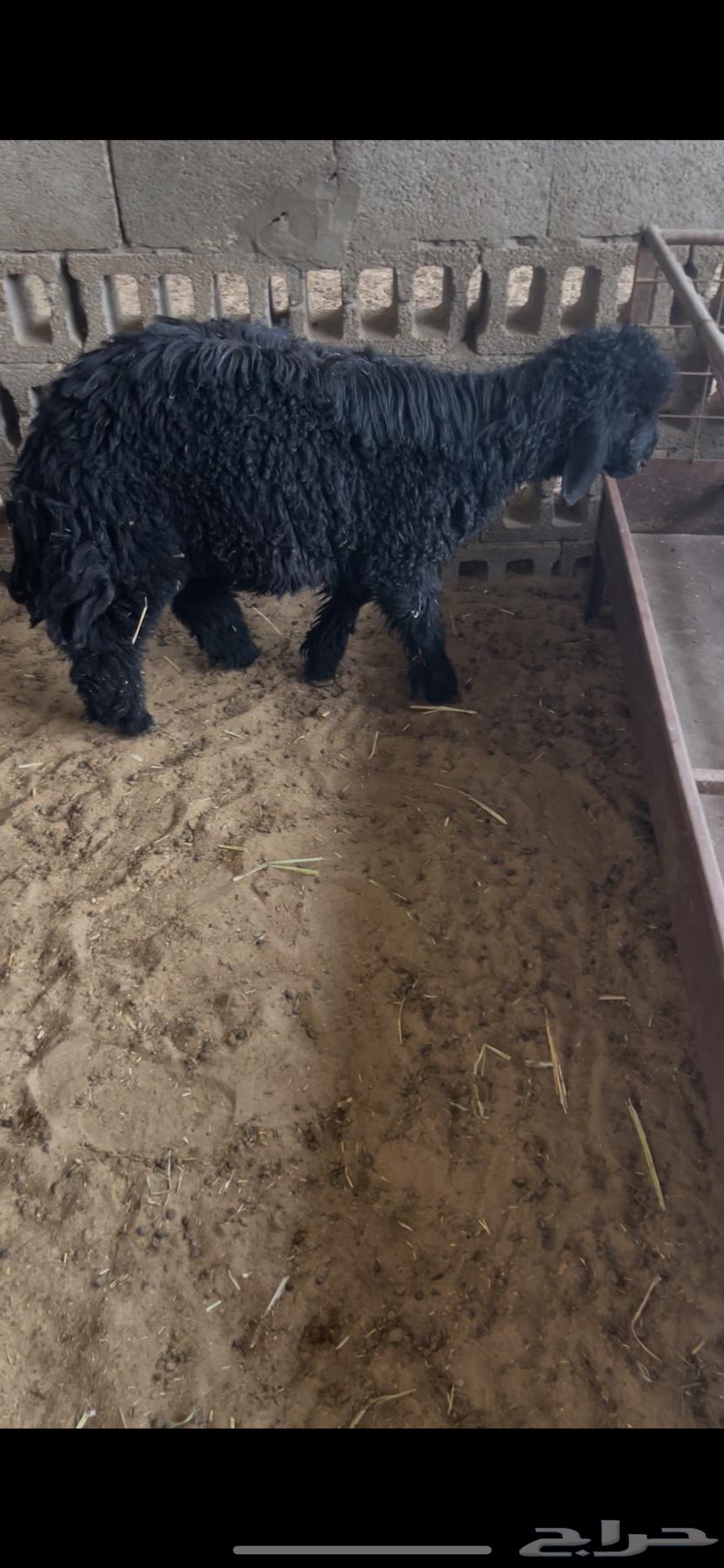 هرفي عربي64631541405313110