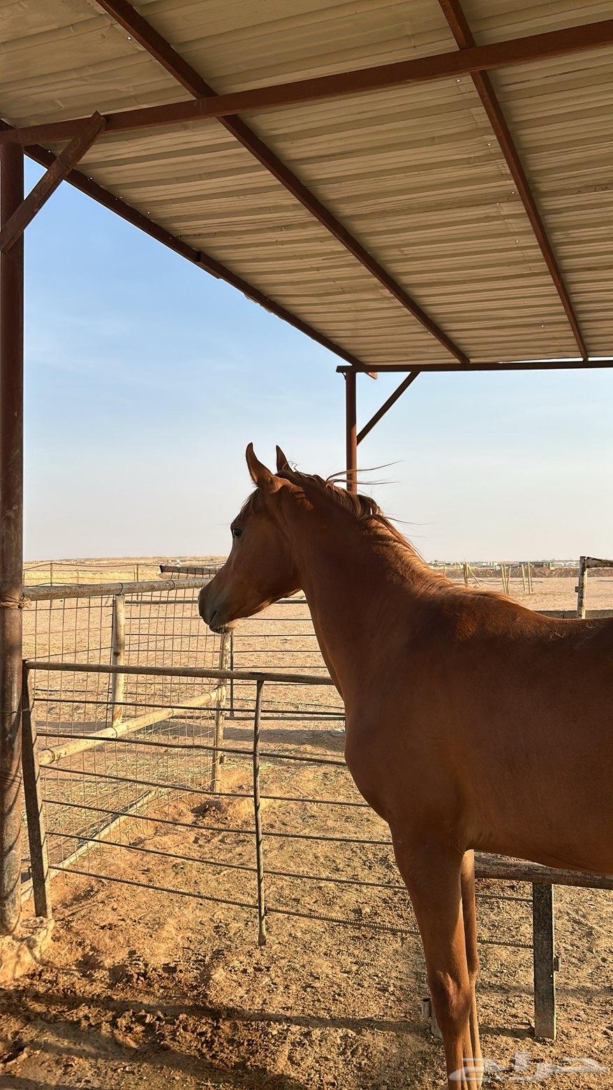 للبيع مهره عربيه بدون أوراق64626902007041113