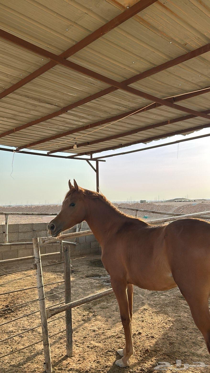 للبيع مهره عربيه بدون أوراق64626902007041111