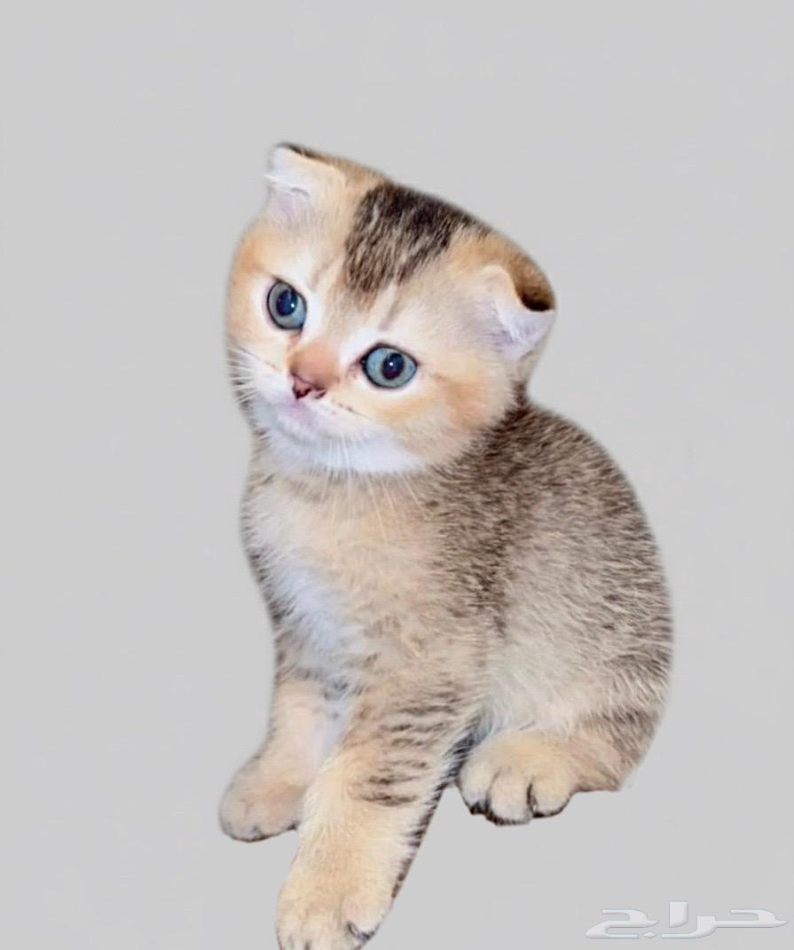 Scottish Fold Kitten Price Code64563785207810111