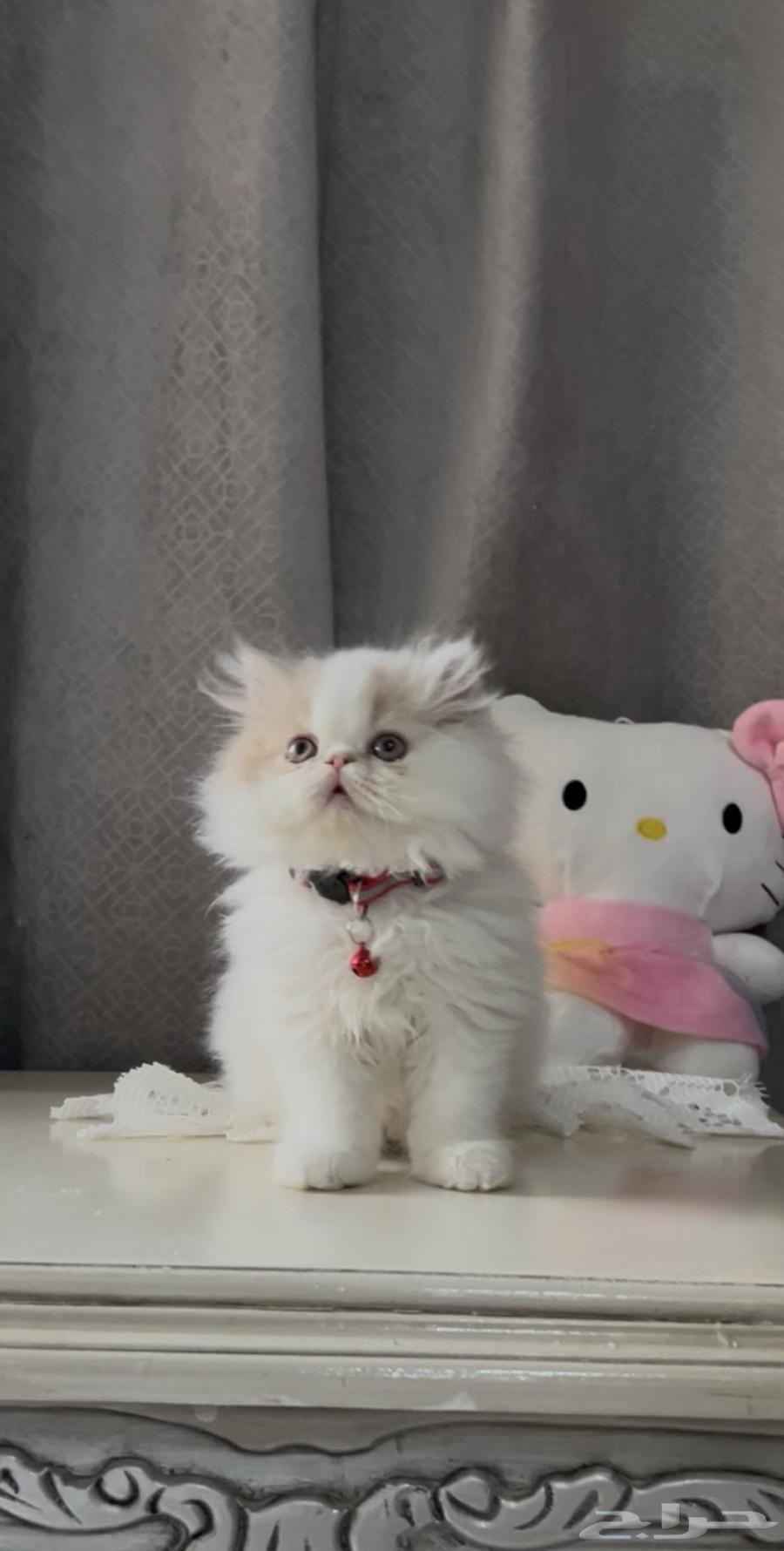 قطه بيرشن بيور64613068181122110