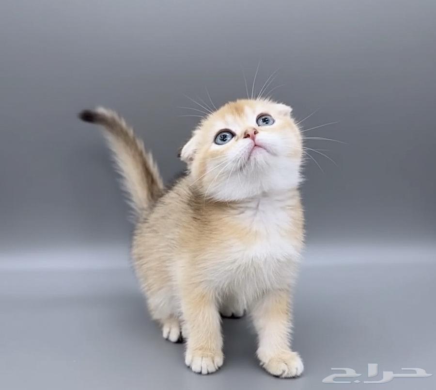 Scottish Fold Kitten Price Code64563785207810110