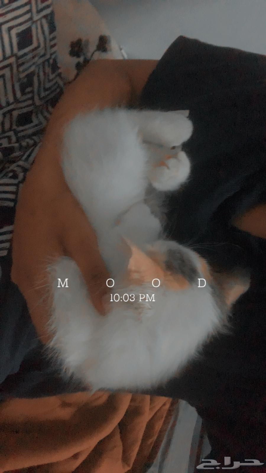 قطوه انثى للبيع64646029926402112