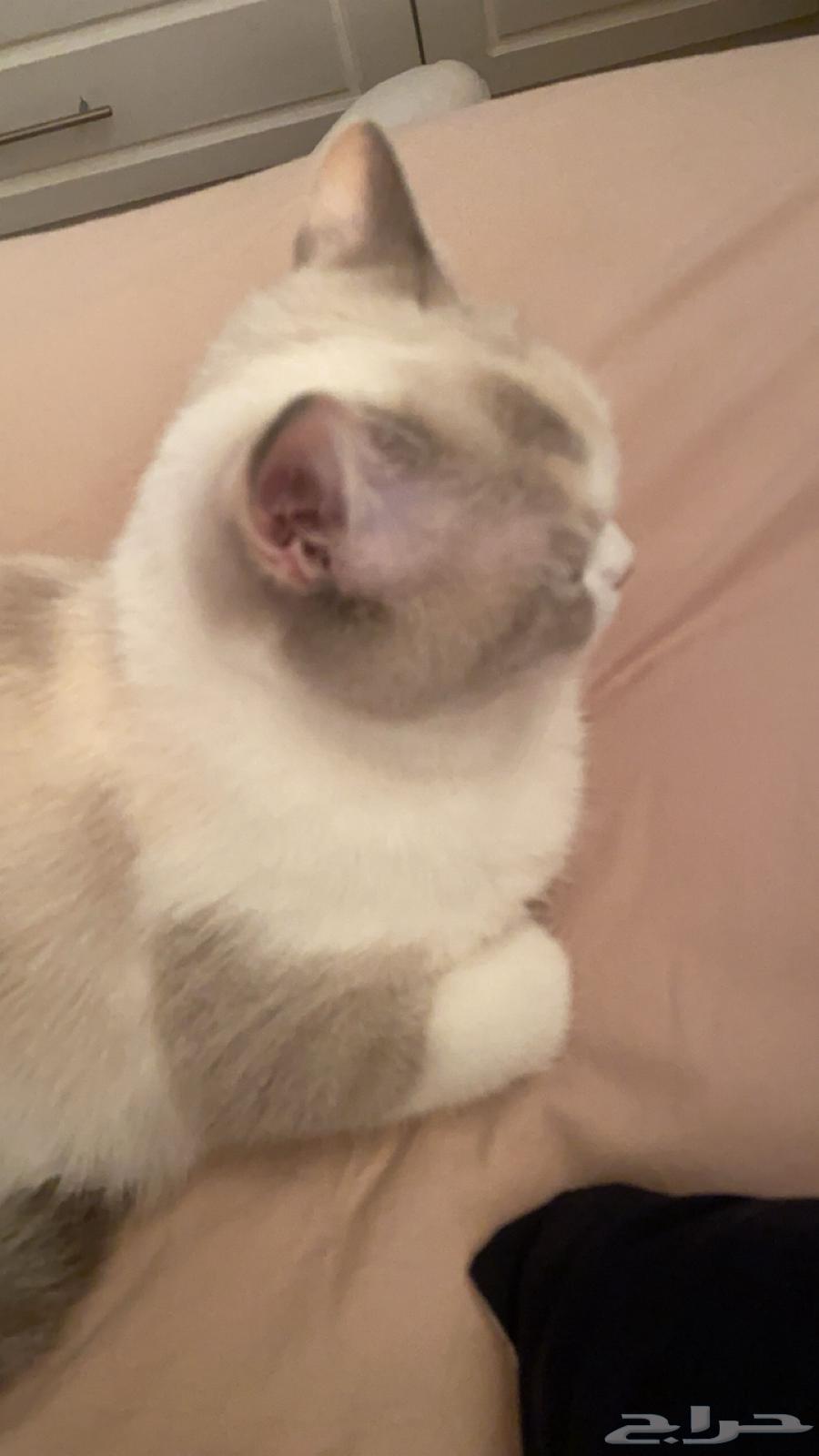 بيع قطوه مستعجل64642951694210112