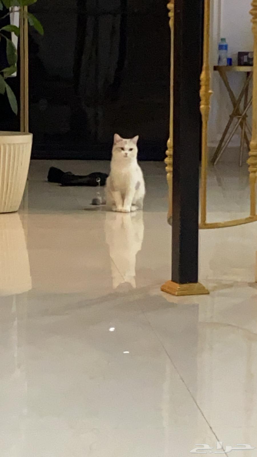 بيع قطوه مستعجل64642951694210111