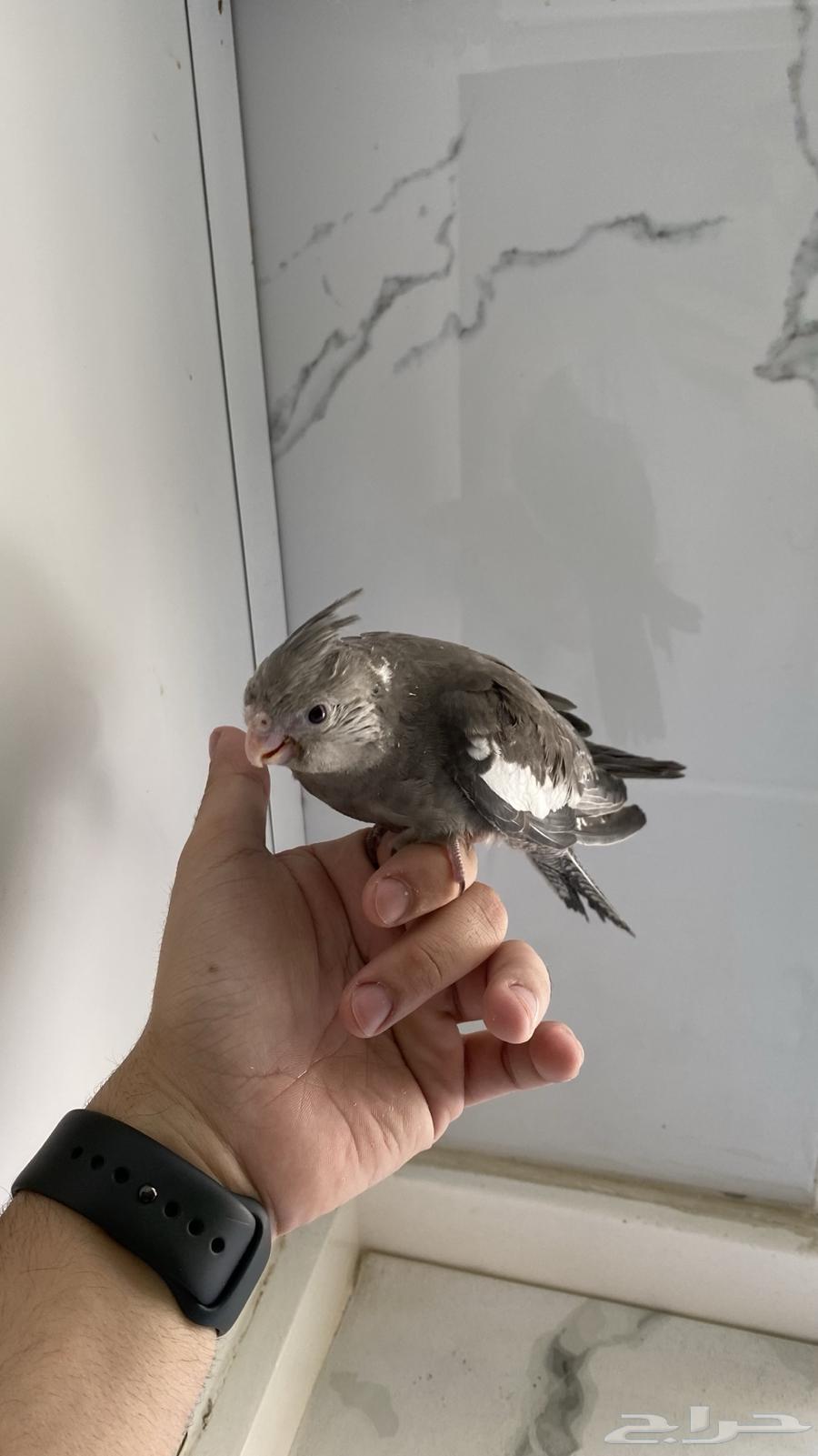 فروخ كروان مميزه غر للبيع .. ابها64533549772290113