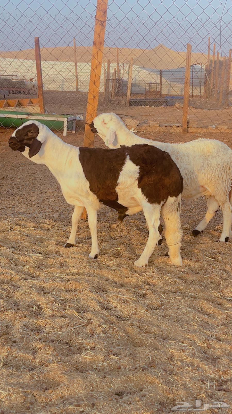 طليان سواكن فل شحم مرابي 4 شهور64641088645250114