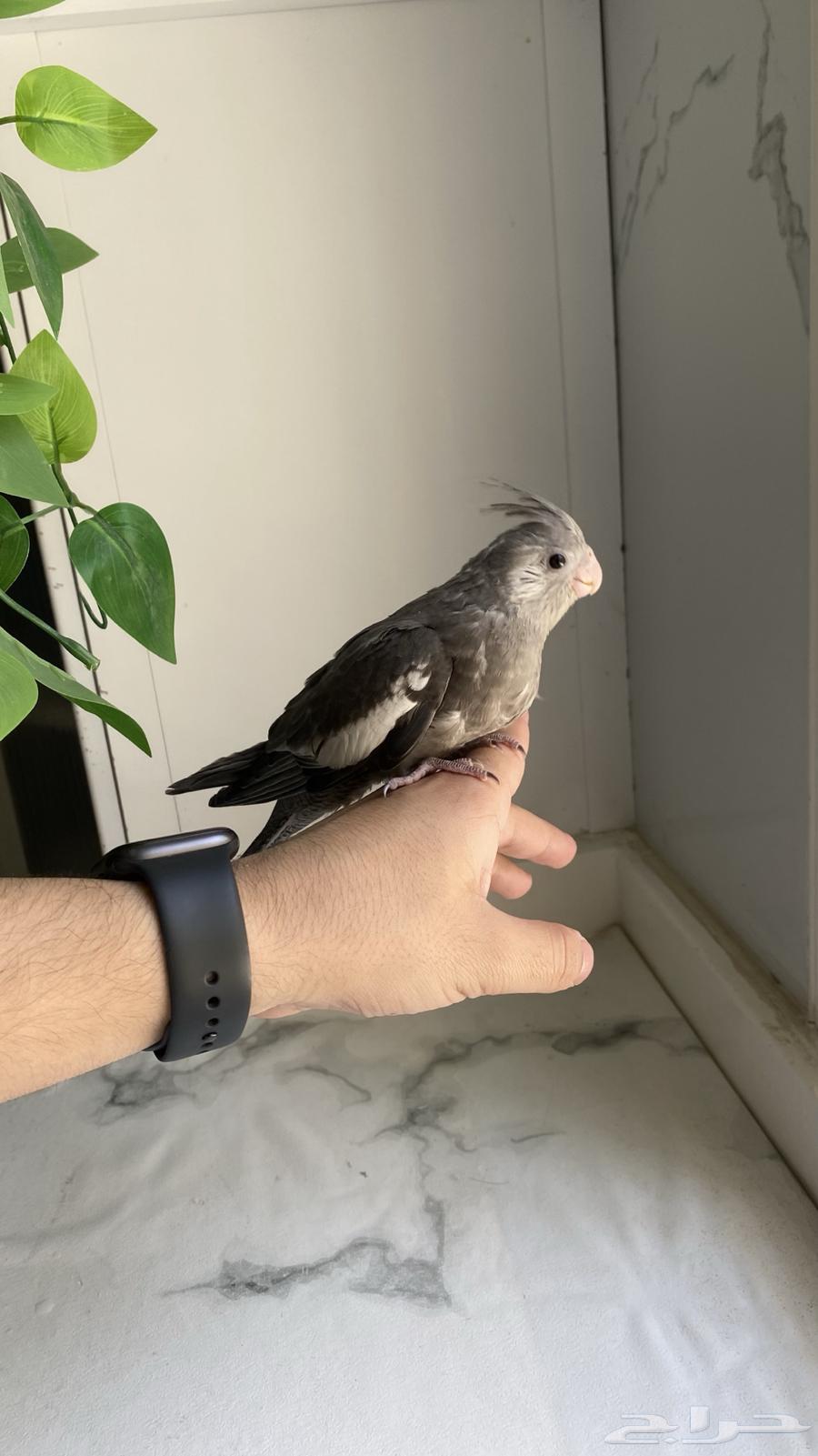 فروخ كروان مميزه غر للبيع .. ابها64533549772290111