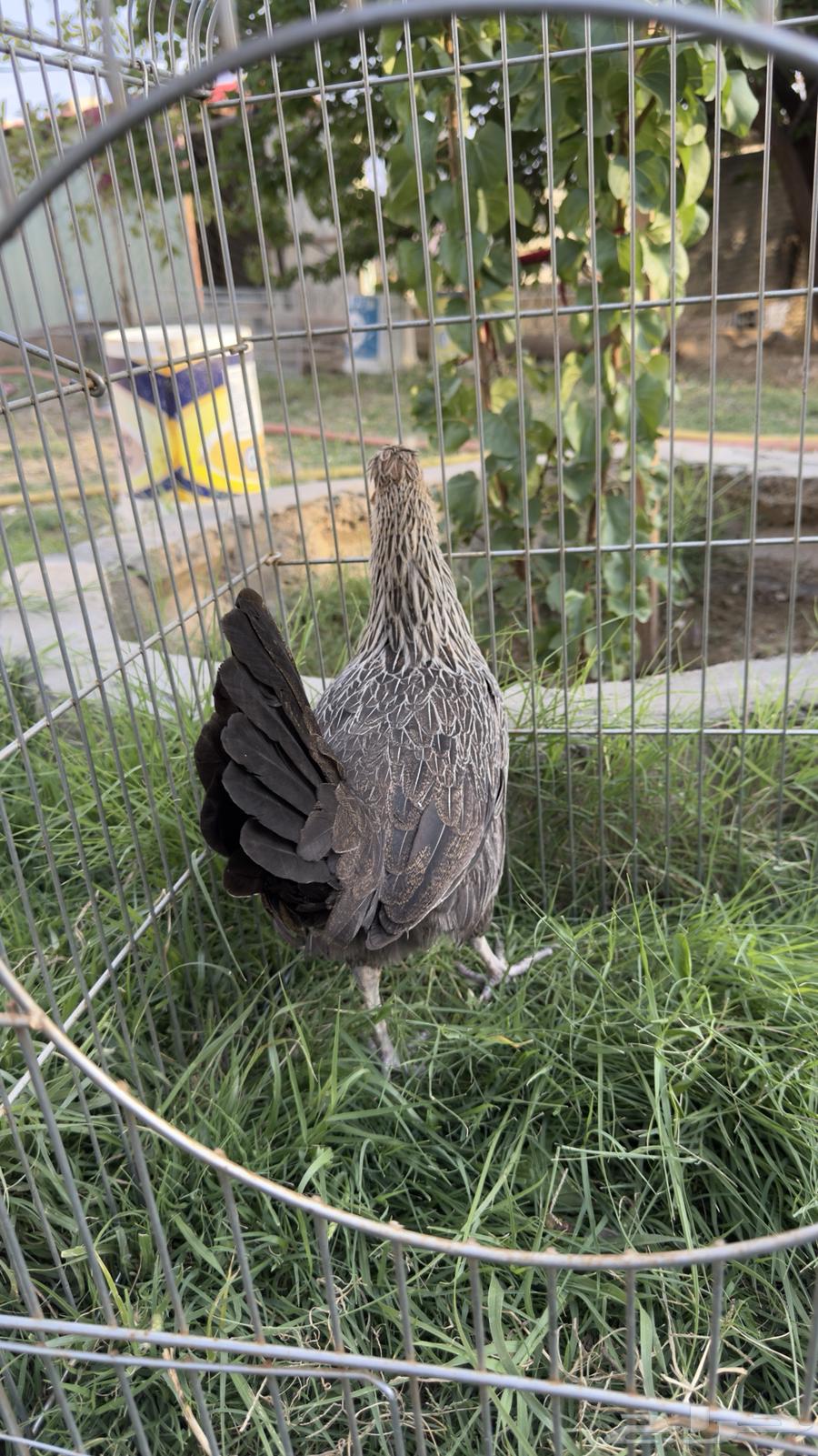 دجاج للبيع64483812592641111