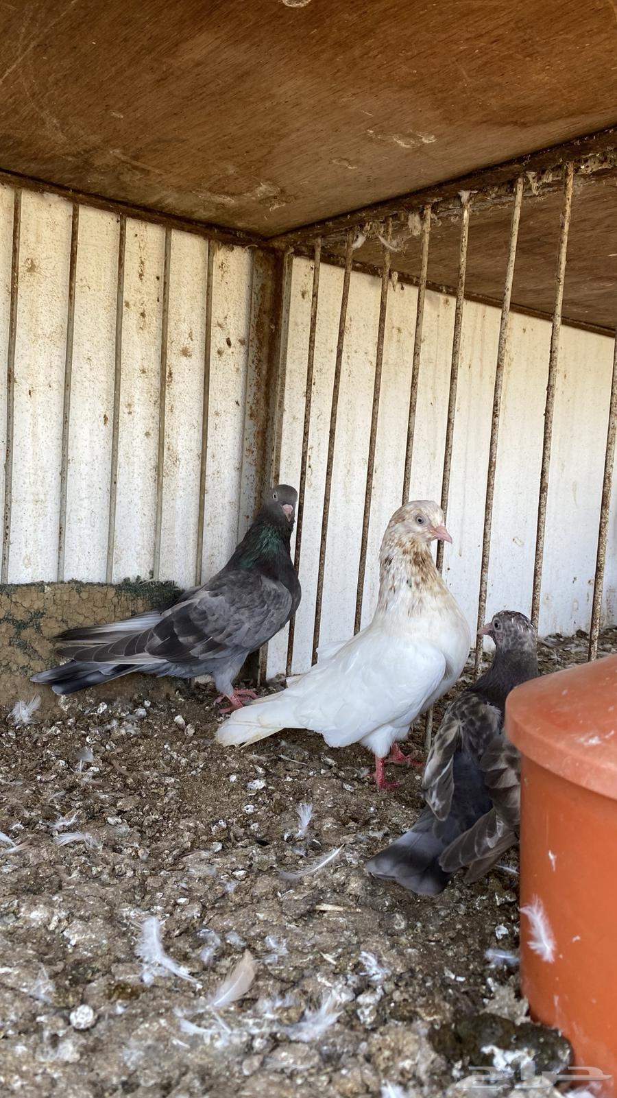 زوج حمام قلاب64639968411779111