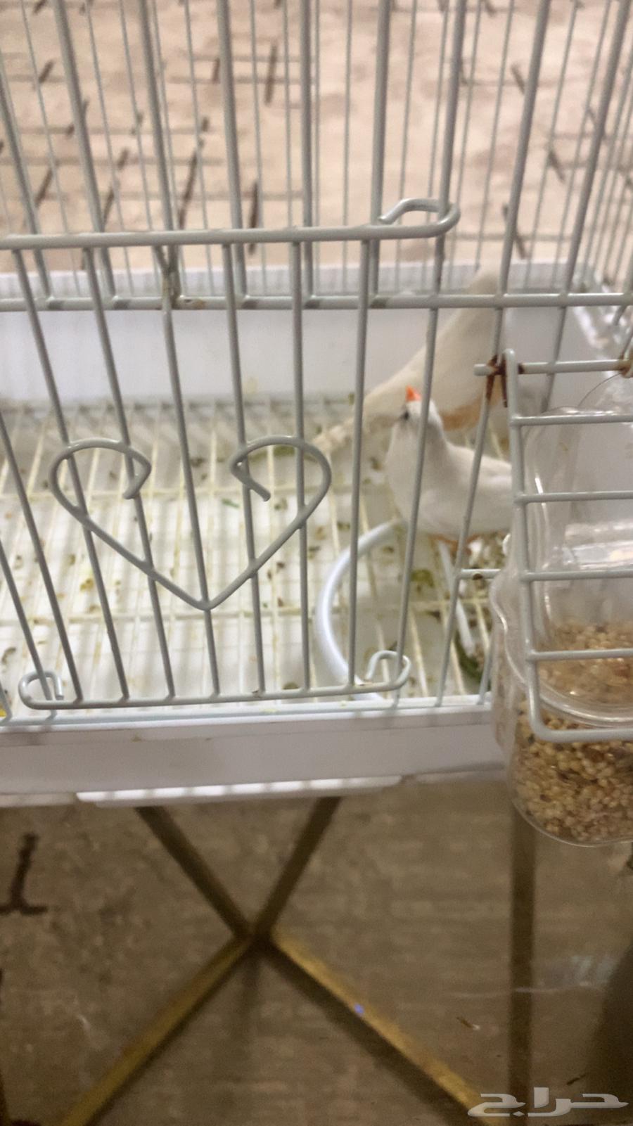 طيور الزيبرا للبيع ب 10064636983820291111