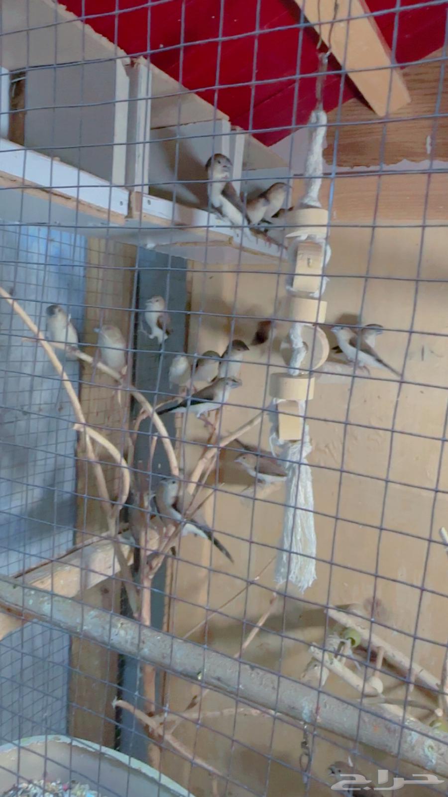 اعرض لكم ازواج زيبرا الي عنده محميه او مطير للبيع او للبدل64641663952386114