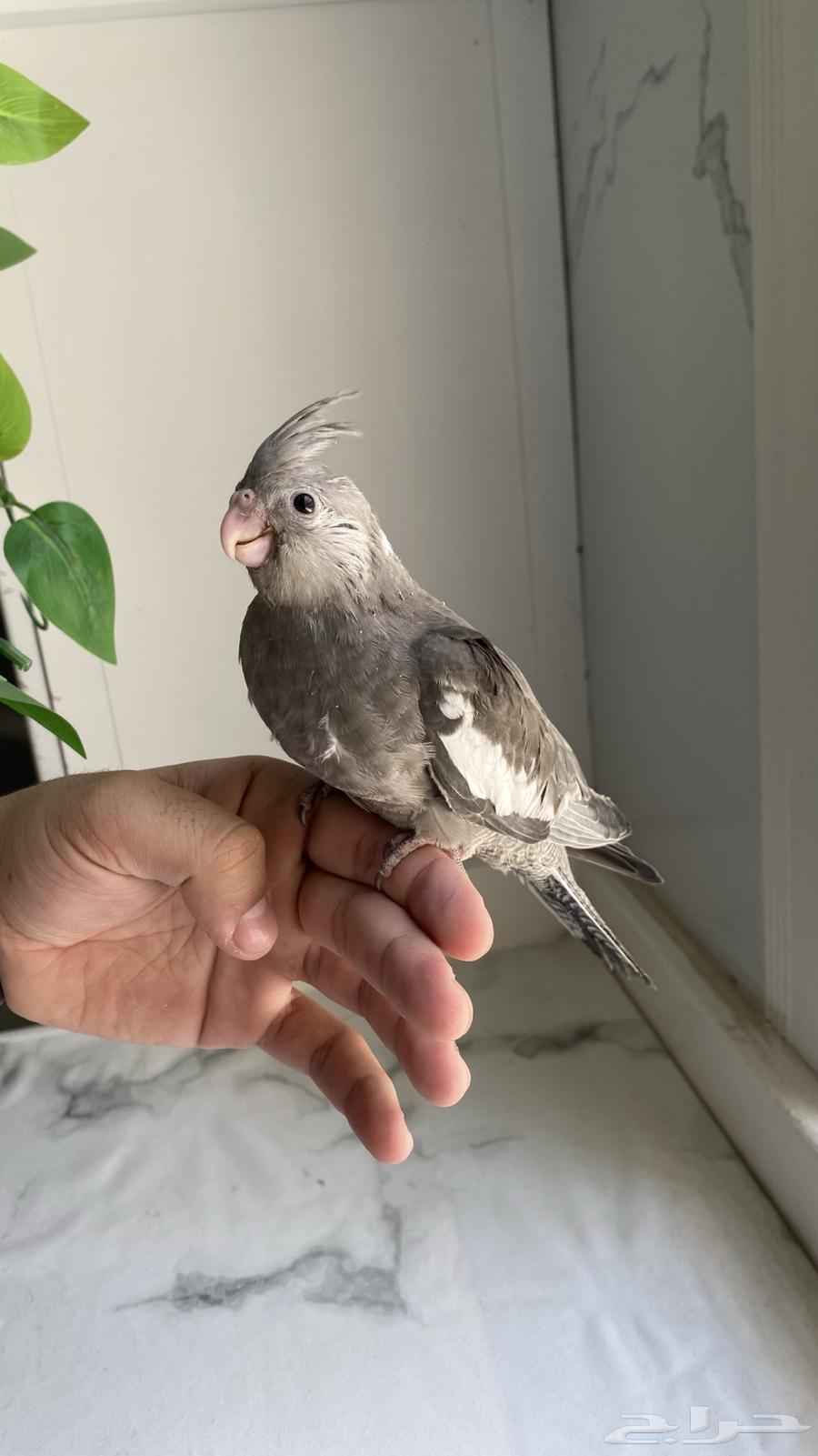 فروخ كروان مميزه غر للبيع .. ابها64533549772290110