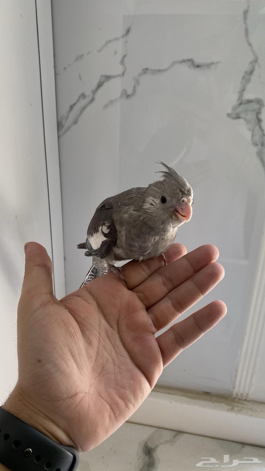 فروخ كروان مميزه غر للبيع .. ابها64533549772290114