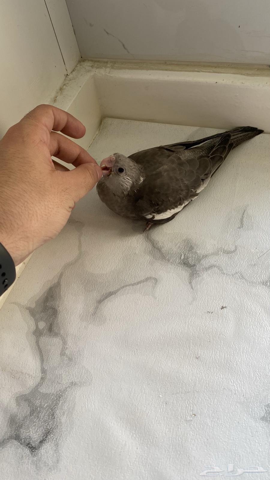 فروخ كروان مميزه غر للبيع .. ابها64533549772290112