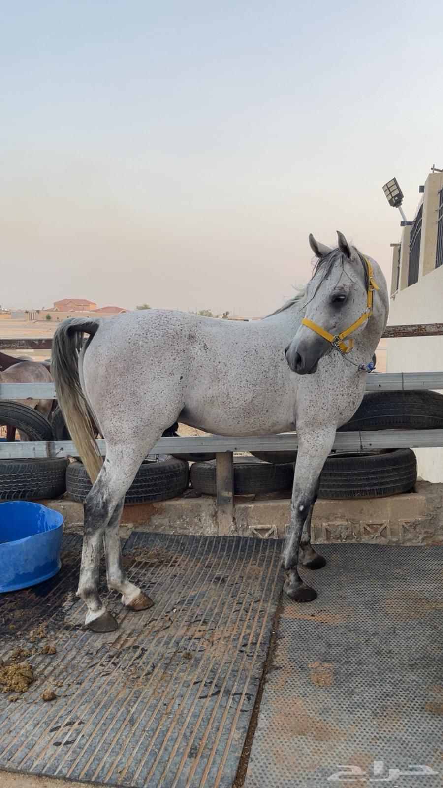 حصان شعبي للبيع64644357659522112