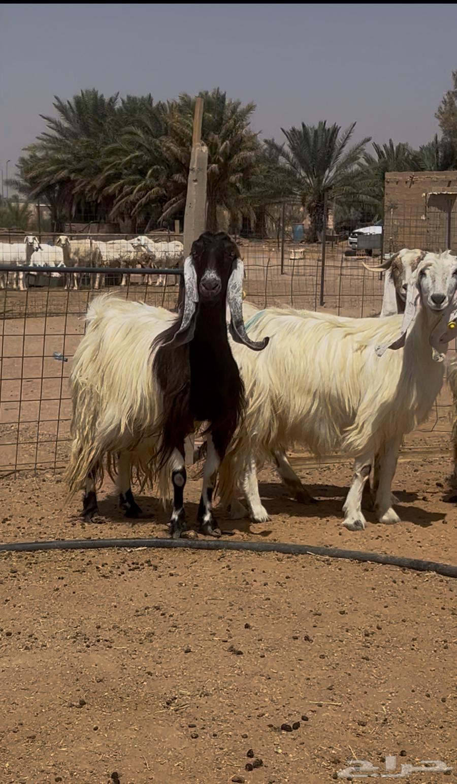 معزا مواليد للبيع64620217695107111