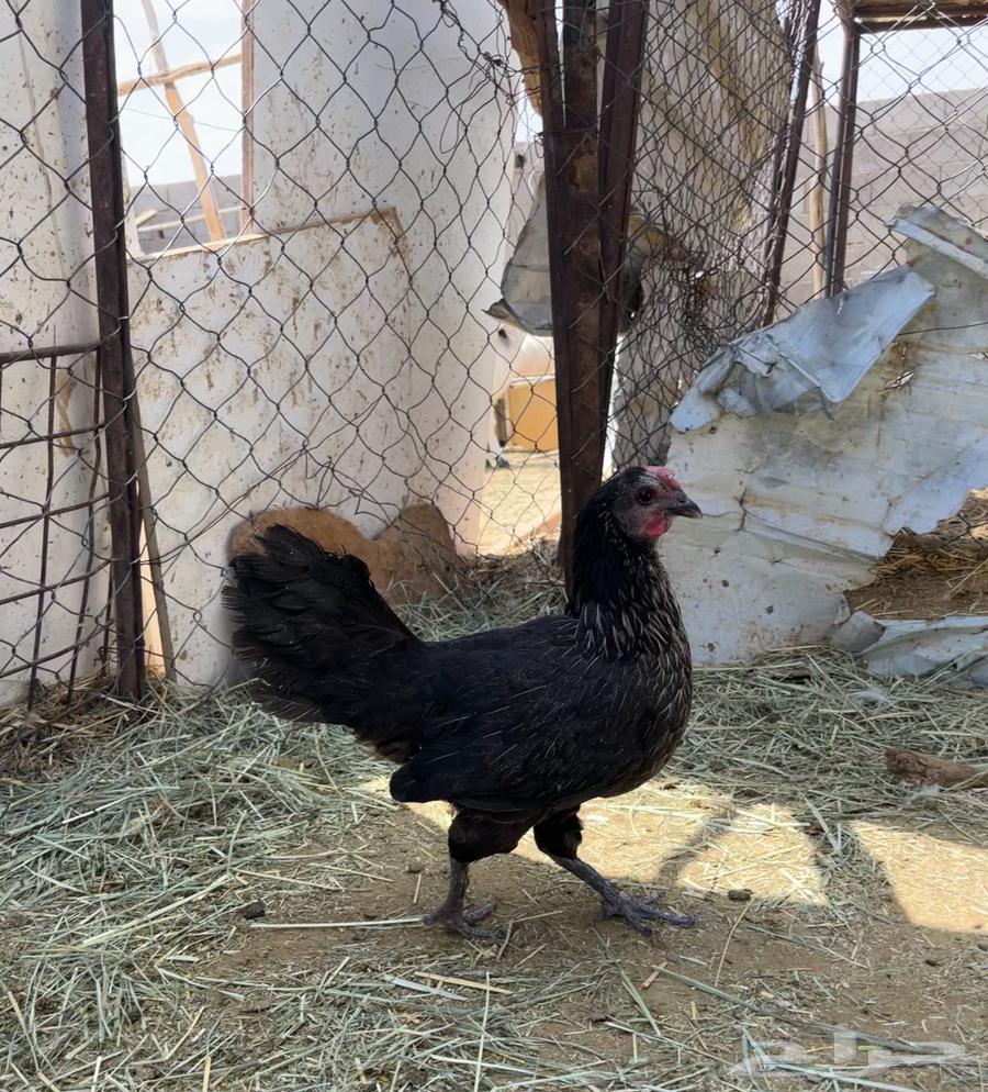 دجاج صحه على الشرط ديكين و دجاجتين الدجاجه السودا مسقط64598572965889110