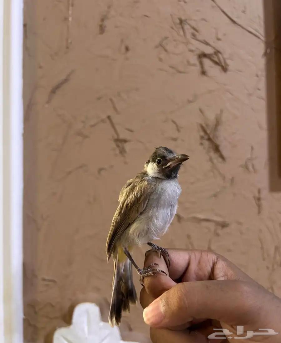 بلبول فرخ64507109791745111