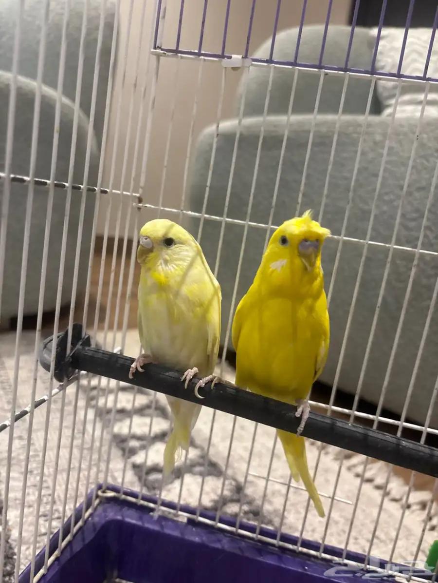 طيور الحب للبيع مع القفص والأكل64639754894722111