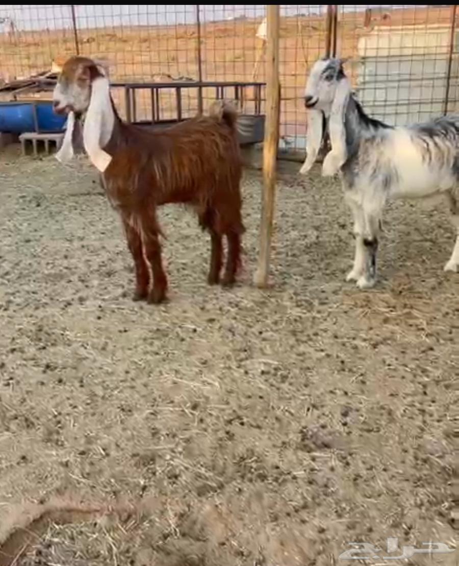 جفرتين مشاريك مصري حلوات64644133152898110