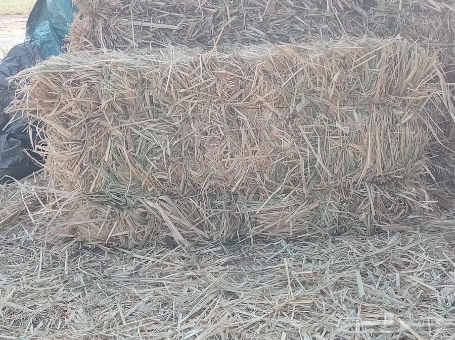 بونيكام للبيع64574285951747113