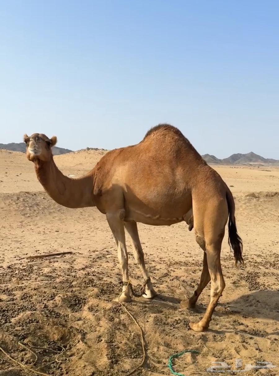 ناقة على الضراب لها 10 ايام من ضربها البعير معزوله بنتها64641564309507113