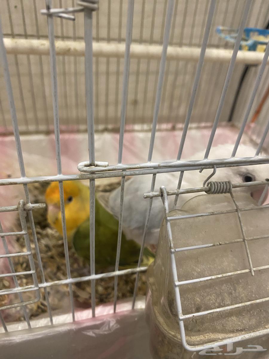 مجموعة طيور للبيع لعدم التفرغ64595095597570114