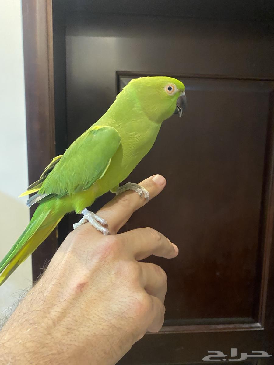 مجموعة طيور للبيع لعدم التفرغ64595095597570110