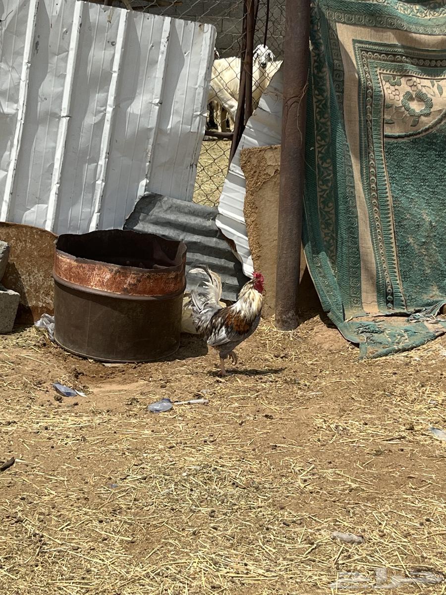 دجاج صحه على الشرط ديكين و دجاجتين الدجاجه السودا مسقط64598572965889111