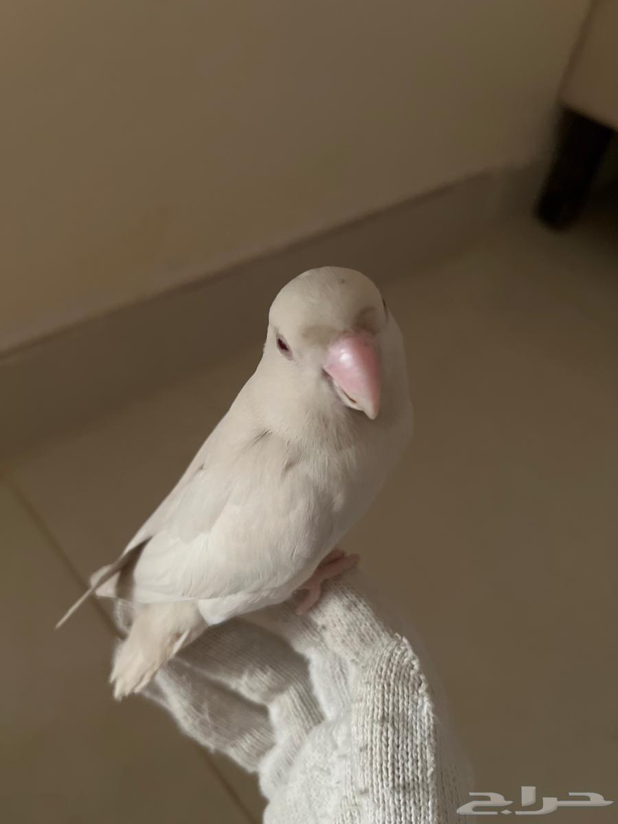 روز للبيع64612883637251111