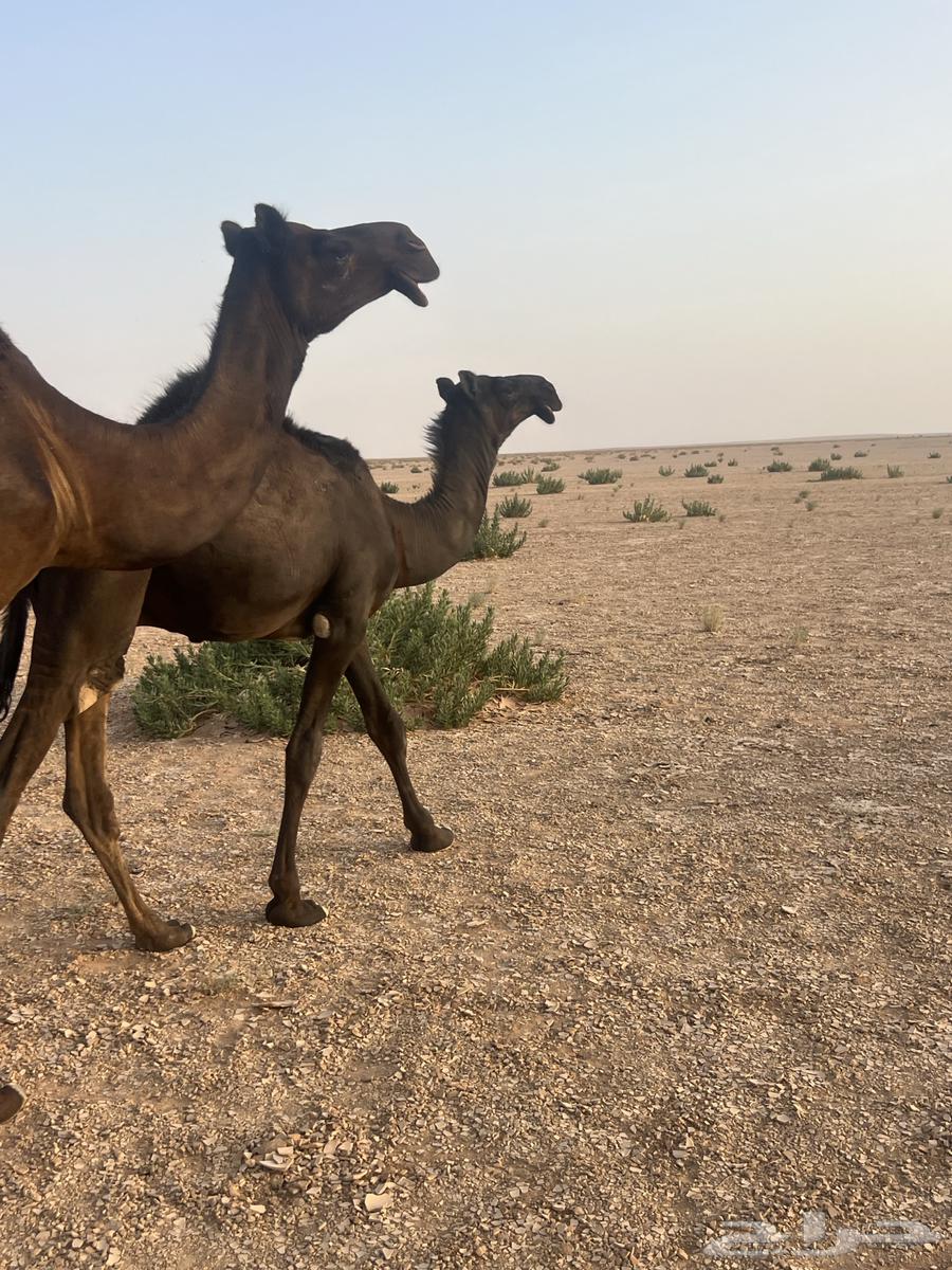 ثلاث قعدان وبكره تحت أمهاتها العمر من 9-8 اشهر فل64652251720450111