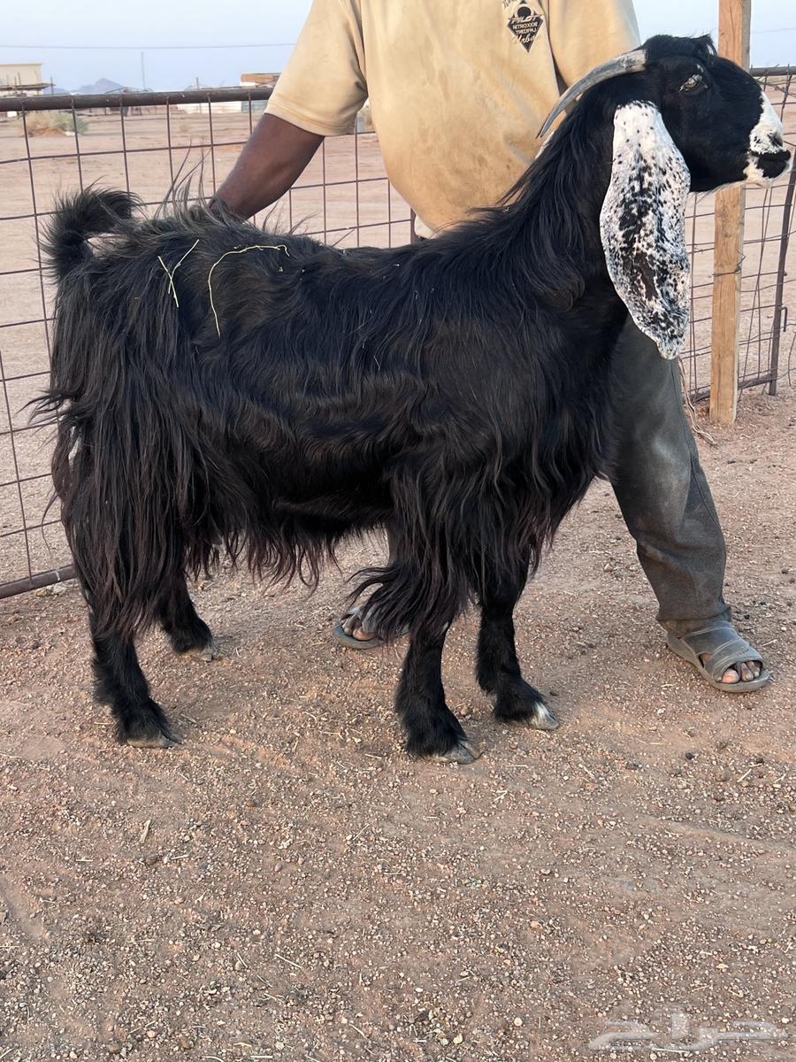 عنز عارضيه للبيع64411500484611111