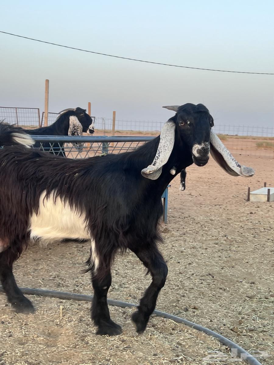 عنز عارضيه للبيع64411500484611112