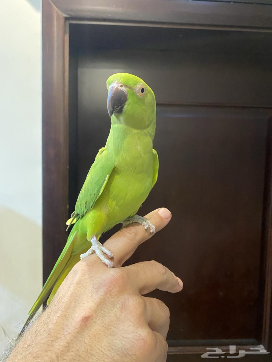 مجموعة طيور للبيع لعدم التفرغ64595095597570112