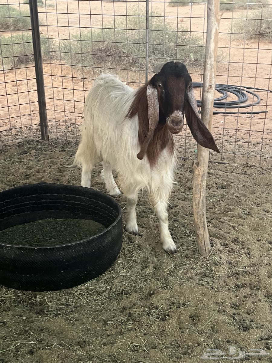 للبيع تيس64637095033601111