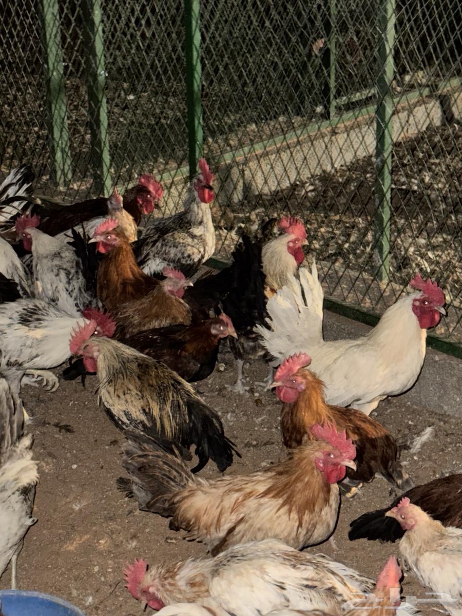 ديوك بلدي64473247934594111