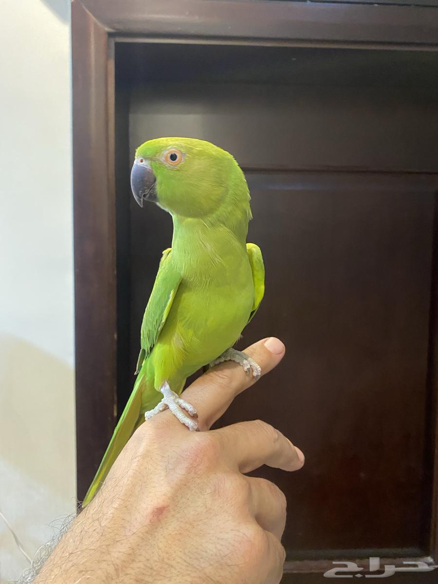 مجموعة طيور للبيع لعدم التفرغ64595095597570111