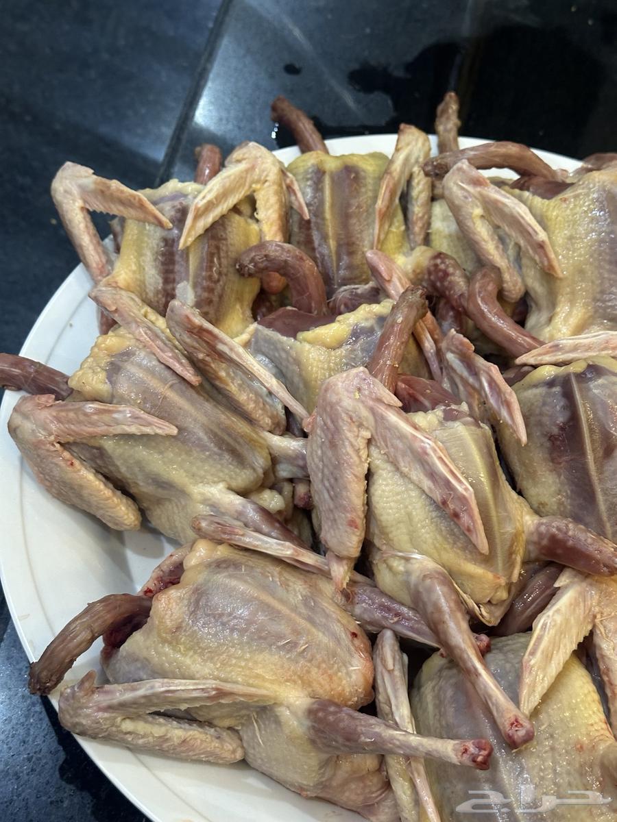 يوجد زغاليل حمام فرنسي64638707838723111