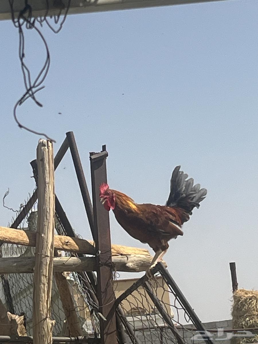 دجاج صحه على الشرط ديكين و دجاجتين الدجاجه السودا مسقط64598572965889112
