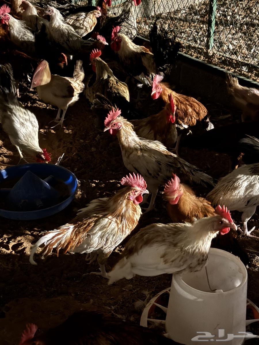 ديوك بلدي64473247934594110