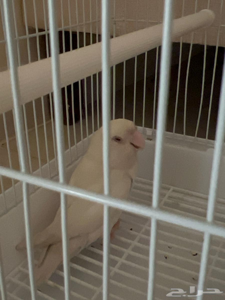 روز للبيع64612883637251110