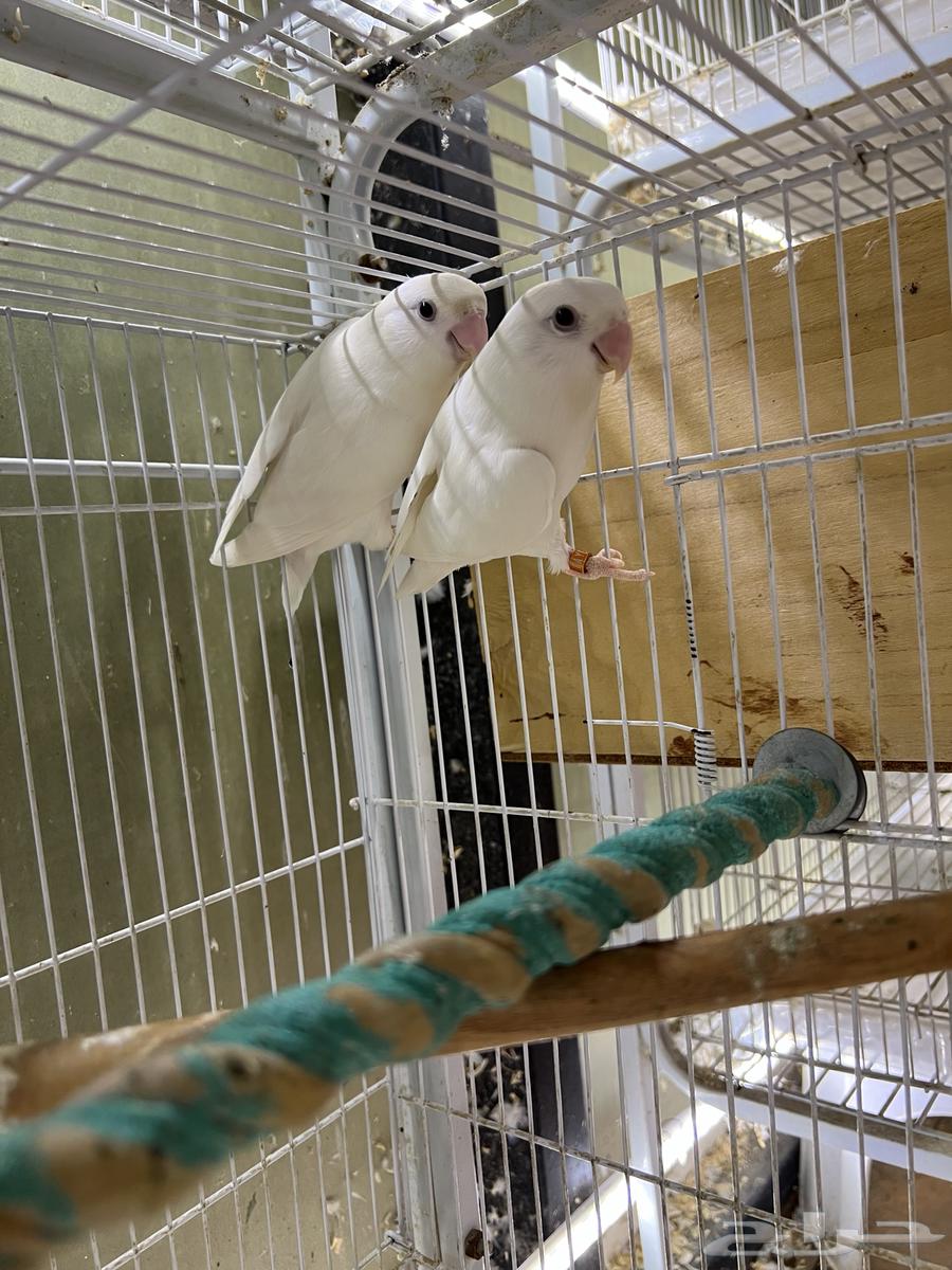 Pair of Albino Rosy-faced Lovebirds, Pure Cotton (Condition Product)64614769843713110
