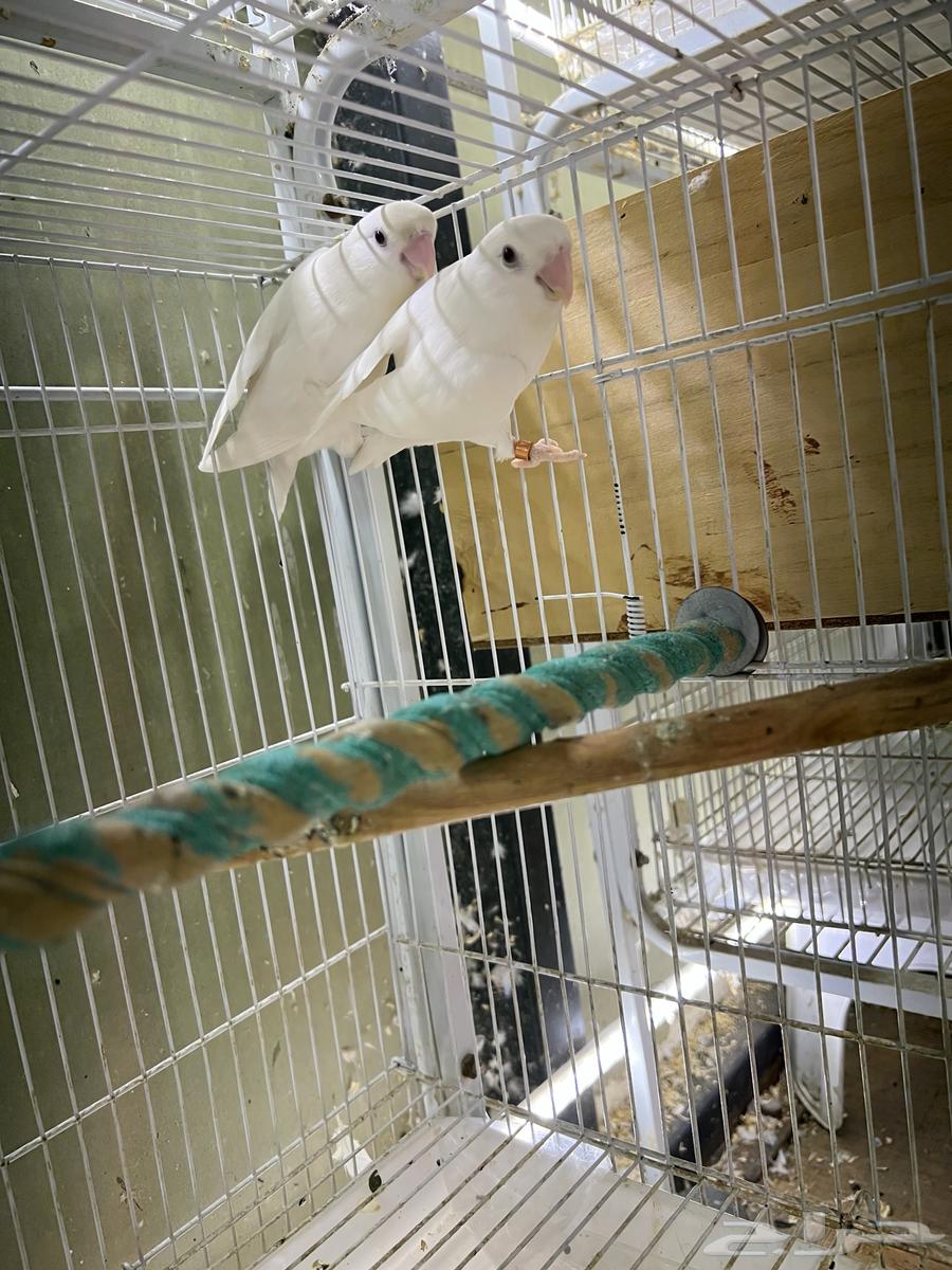 Pair of Albino Rosy-faced Lovebirds, Pure Cotton (Condition Product)64614769843713112