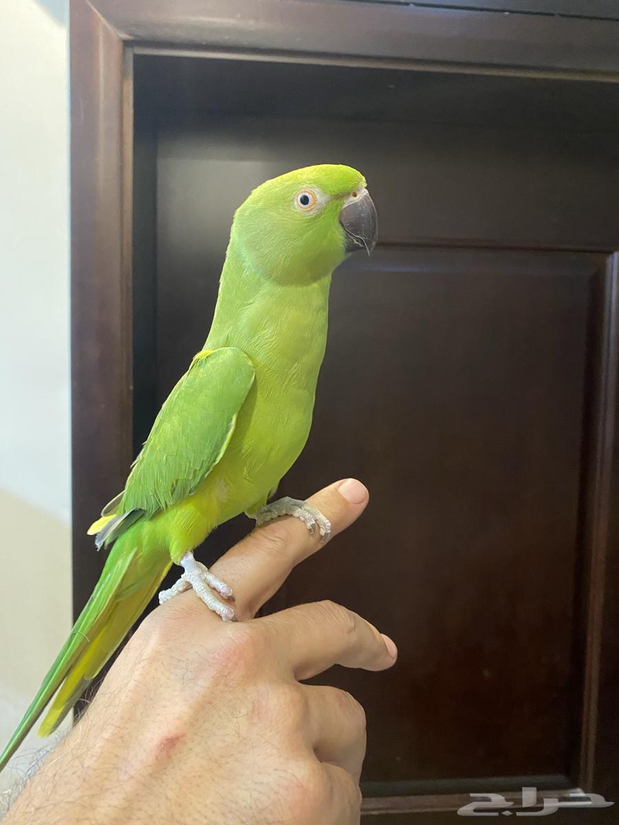 مجموعة طيور للبيع لعدم التفرغ64595095597570113